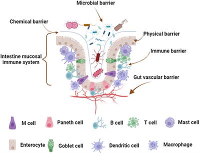 Resveratrol in Intestinal Health and Disease: Focusing on Intestinal Barrier